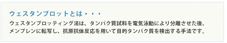 ウェスタンブロッティング法は、タンパク質試料を電気泳動により分離させた後、メンブレンに転写し、抗原抗体反応を用いて目的タンパク質を検出する手法です。