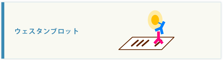ウェスタンブロット