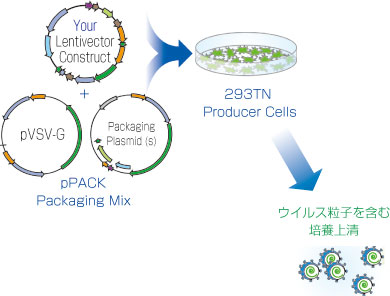 受託オンラインCommissioned Research Online四国理科株式会社四国理科株式会社組換え体レンチウイルス作製受託サービス ID: J01510